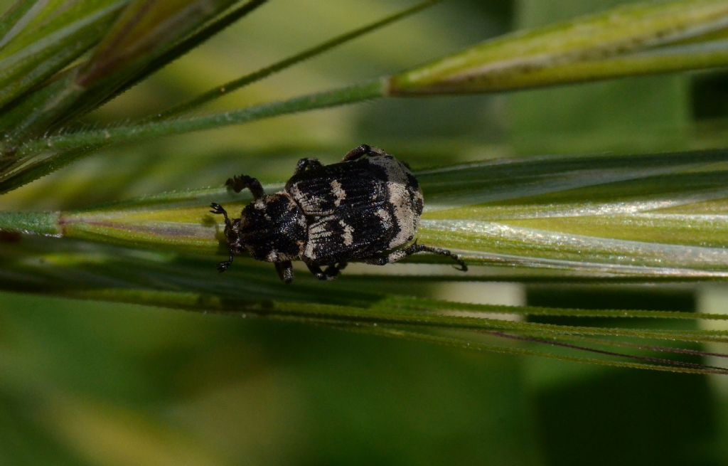 Cetoniidae: Valgus hemipterus, maschio